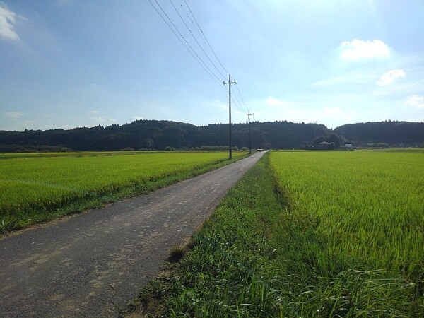 9月の水田の細い道路