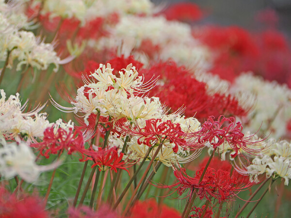 曼珠沙華まつり