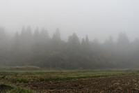 霧の朝Ⅳ