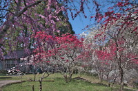 山里の花桃