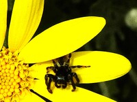 花弁に留まるくも