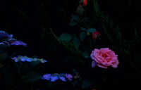 薔薇と紫陽花