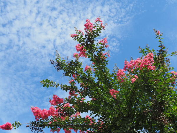 青空に飾る花～サルスベリ～