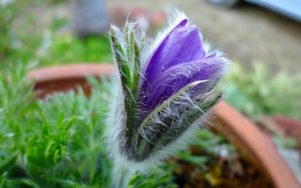 オキナグサUP紫