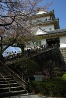 桜にはお城が良く似合う