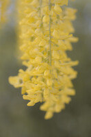 黄色い藤の花