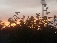 夏の夕暮れ