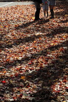 【影遊び】紅葉のカーペットに影が伸びる