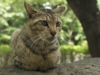 上野公園の野良猫