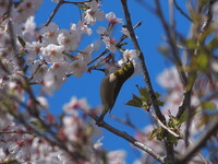 春、主役の舞台(3)(桜とともに)