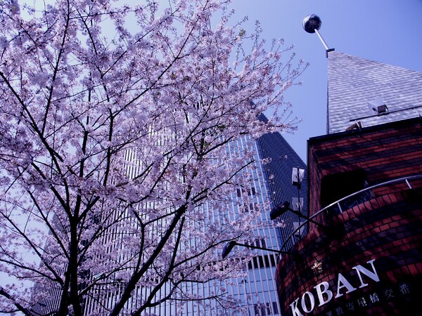 皆さんのを真似して銀座の桜!