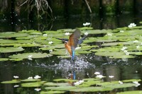 50日ぶりのカワセミ