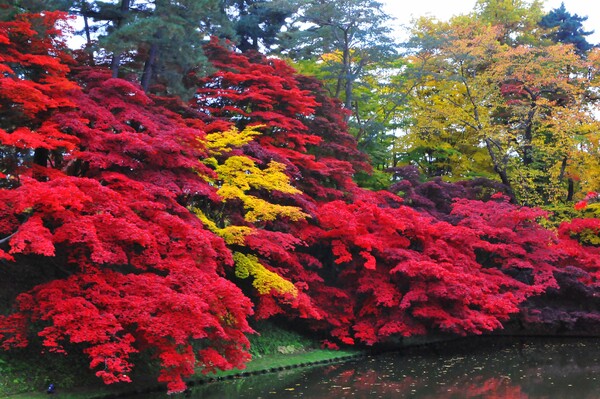 圧巻　弘前城の紅葉