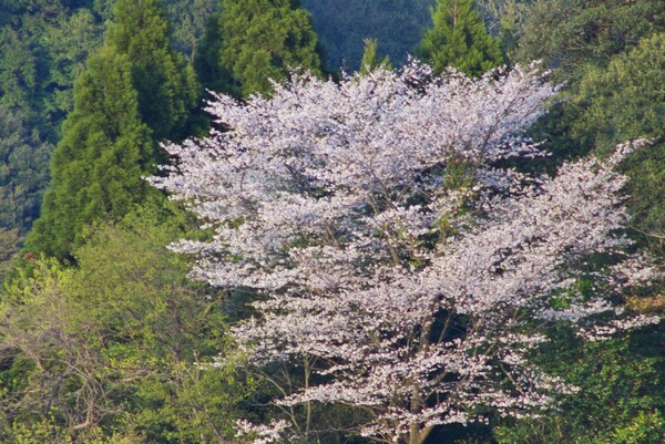 これも、とても遅く咲く山桜!