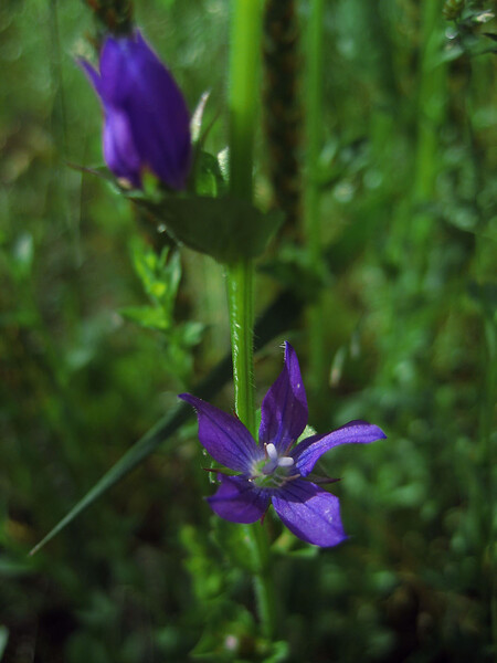 小さなリンドウ的紫の花
