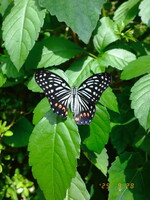 「アカボシ・・・」かな？