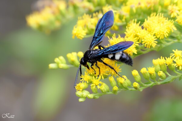【MFP】Double-Banded Scoliid Wasp