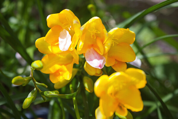 黄色い春の球根花