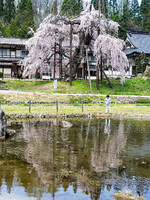【縦画像】西光寺のしだれ桜❤