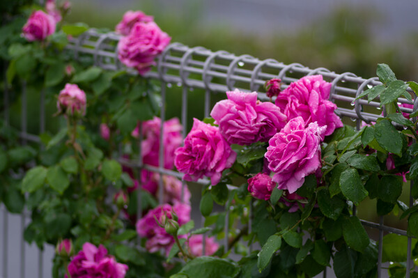 【雨】フェンスの薔薇