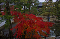 黄檗の紅葉寺