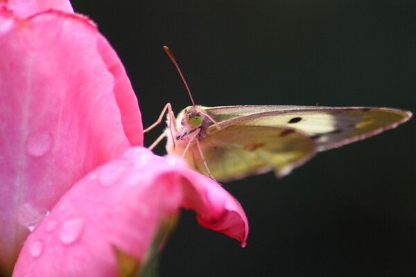 ピンクの薔薇と蝶