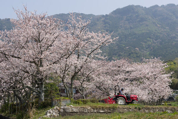 【道具】【花のある風景】赤いトラクター