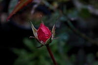 【人情】　冬の薔薇に雨
