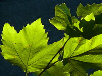 プラタナスの葉