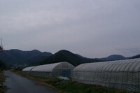 暗い雲に覆われた朝の東の空