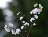 コブクザクラー子福桜