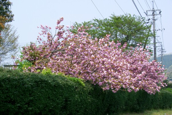 元の簡保の宿岩井の遅咲き八重桜です。