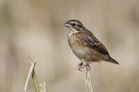 ホオアカ幼鳥・環境激変
