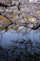 桜と池と枯れ色