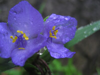 紫露草雨に濡れ