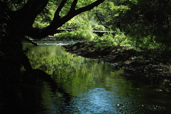森の川