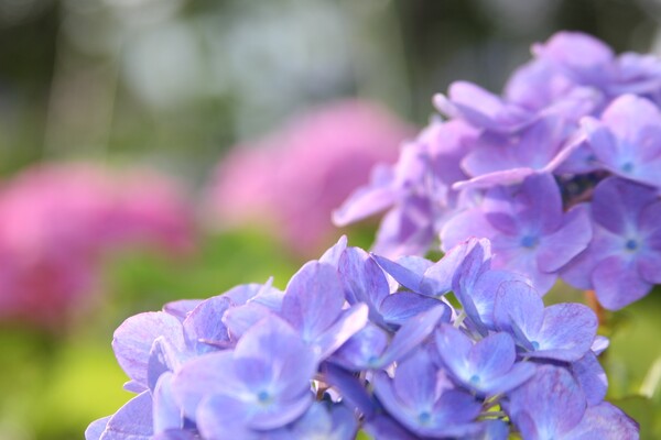 陽のあたる紫の花