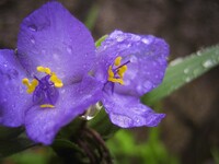 雨雫、ムラサキツユクサ