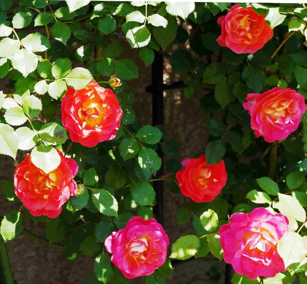　　「綺麗な七個の薔薇」