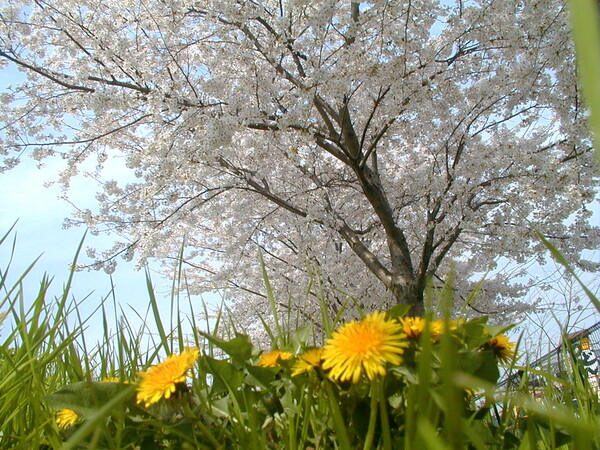 桜とタンポポ