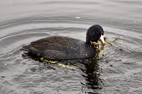 American Coot