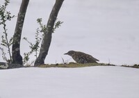 トラツグミ