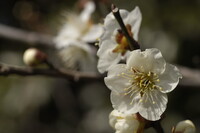 梅花を和菓子に