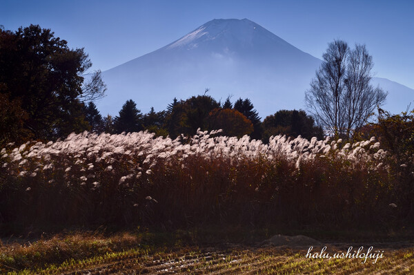 ピー缶の富士山
