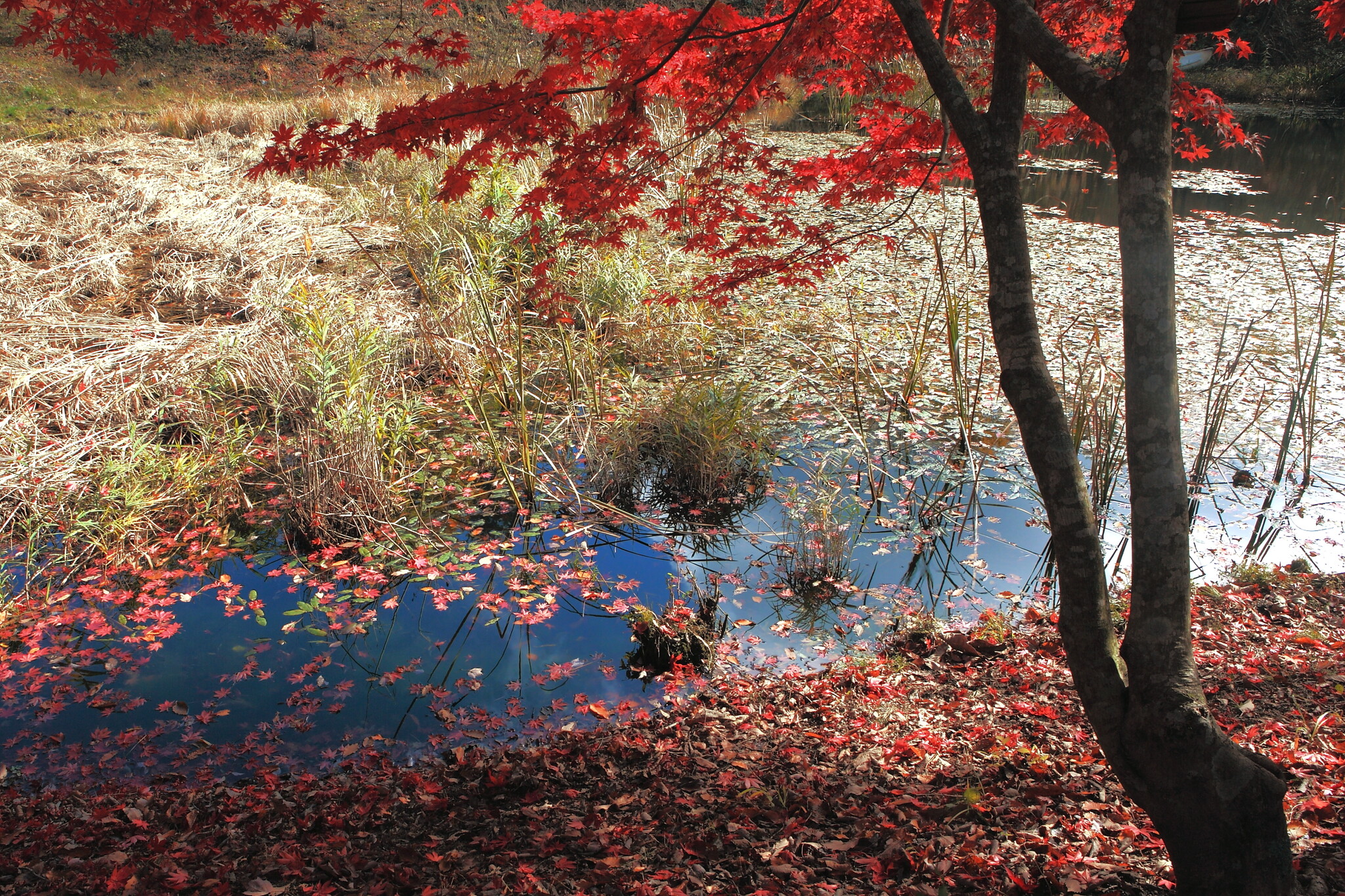 紅葉の追っかけ