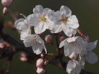 【桜花】桜の花UP