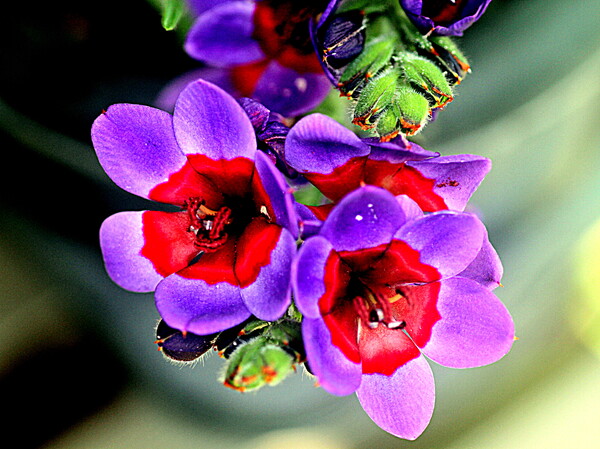 派手な色の花