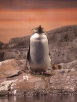 オペラ座のペンギン