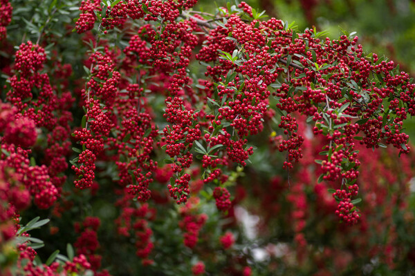 秋－鮮烈な赤
