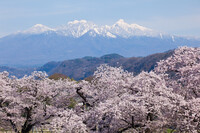 清哲会館の桜